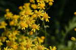 Small's ragwort